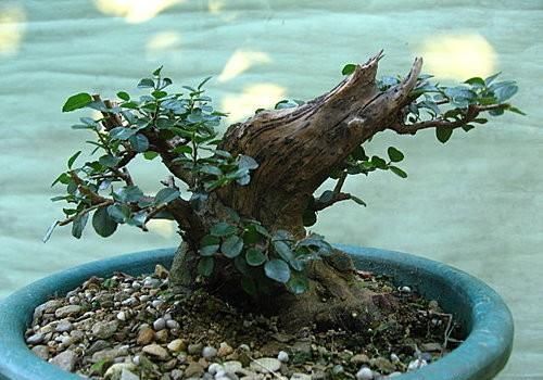 矮霸雀梅养桩到成型——岭南盆景“截干蓄枝”技法全记录！