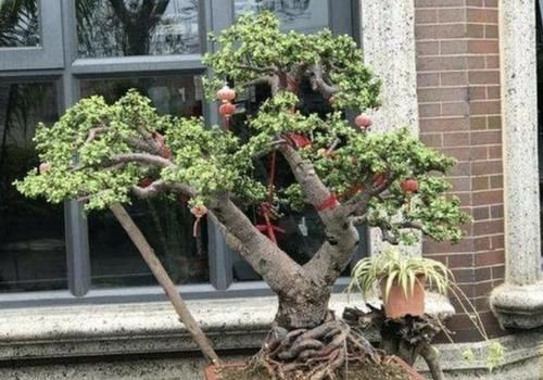 『寓意』金枝玉叶寓意好，养1盆在家，用上“技巧”，2年后变成老桩，值钱