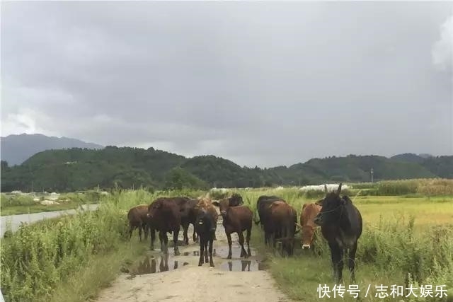 金黄田园稻浪翻滚 雪白芦花摇曳生姿：古永河畔的秋天如此多娇