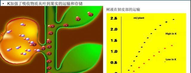  「疫霉根腐病」西红柿春季栽培管理暨病害绿色防控技术（下）