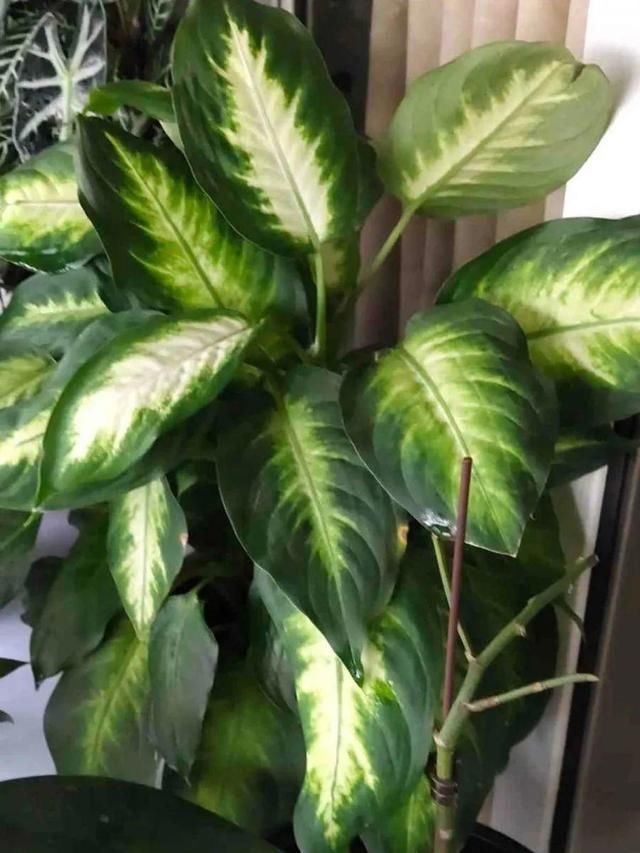 「图片作者」10种花,春天不能晒,躲屋里最安全!