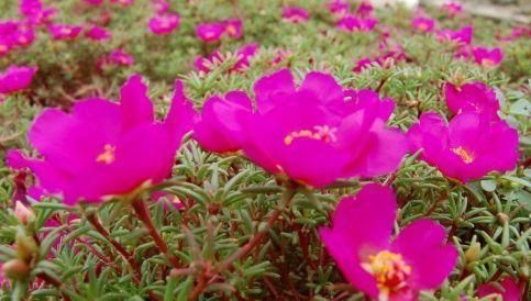  『绿萝』夏天适合养殖的3种花卉植物，不仅好看还易爆盆，你居然不知道！
