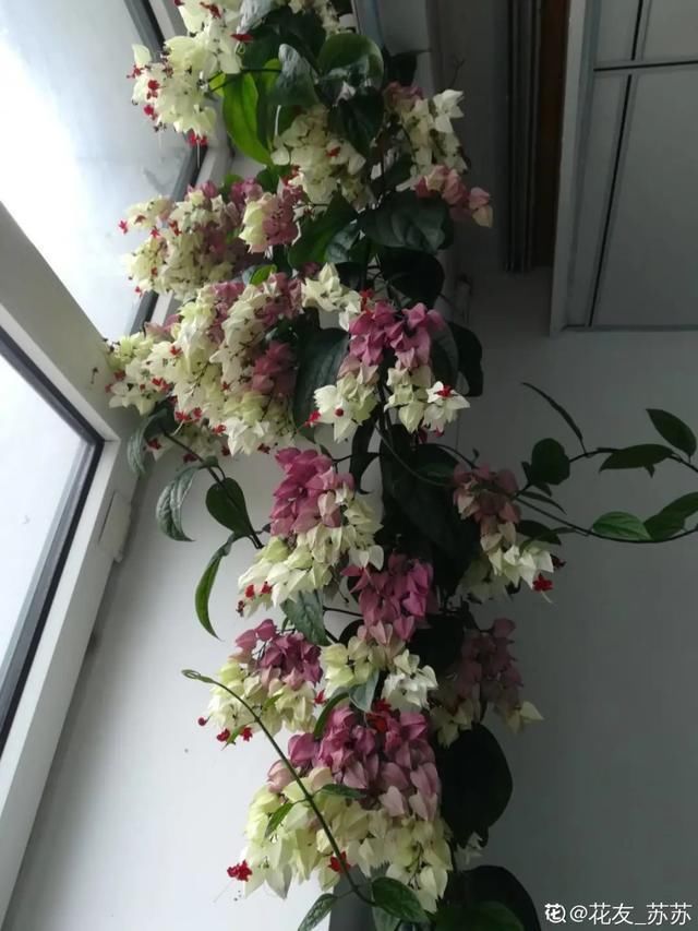 开出漂亮■阳春三月,出门踏青,原来有这么多漂亮花!