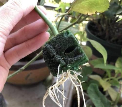 错过■这4种植物,趁着现在赶快扦插,操作不繁琐,错过了又要等一年