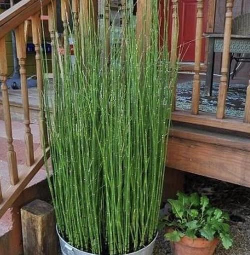  [观赏价值]山谷下，1种杂草“不显眼”，花市老板挖“8棵”，种植后卖15元！