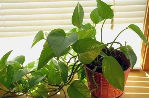  #过程中#适合养在浴室里面的耐阴植物，不用经常照顾也能生长良好
