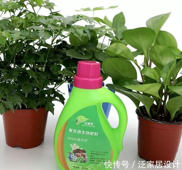 绿萝|绿萝爱吃“浆糊糊”,给它来点,不仅爆盆,还猛长枝条!