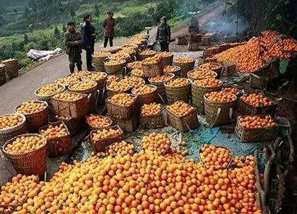  「上市」砂糖橘上市，果农卖不掉，果贩不赚钱，顾客吃不起，为