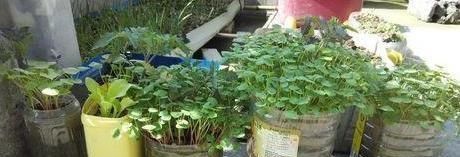  【花草】塑料瓶多要扔掉？1招变身“养花神器”，防寒又保暖，夏季能保湿