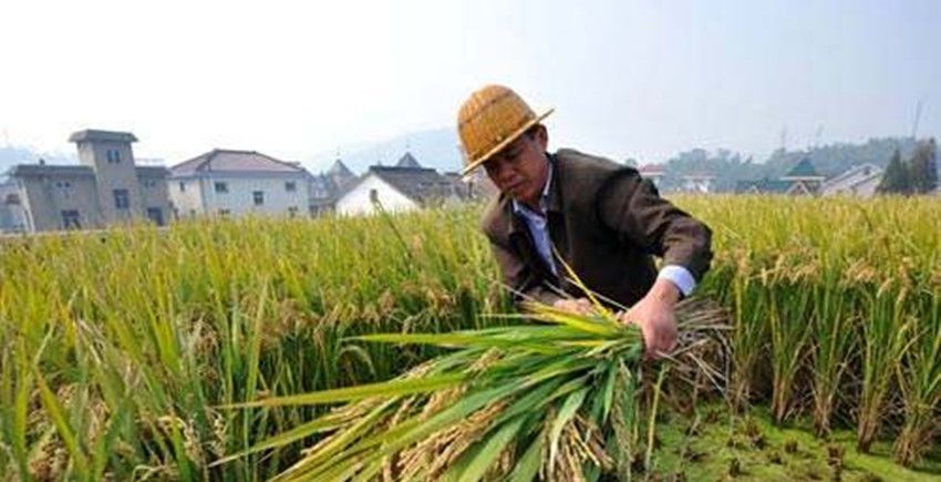  「补贴」低粮价伤了农民心，国家发补贴鼓励种植，农民：直接涨