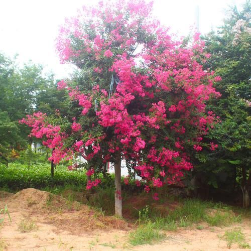  『蔷薇花苗』庭院里种上这七种爬藤植物，越晒花越多，满墙开花又多又漂亮