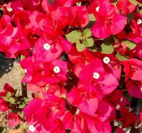 「花芽分化」三角梅不开花别盲目控水,从几方面找原因,正确处理才能花枝满头