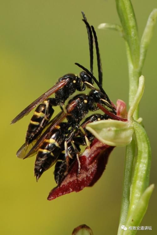  【一无所知】兰花是“骗子”？猪笼草是“坐便器”？或许你对植物的智慧一无所知