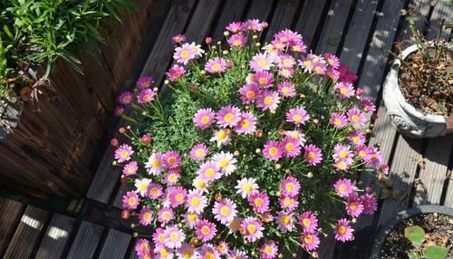  『芳香』这4款花花，丢到阳台，四季开花，开花芳香四溢，香飘溢满屋