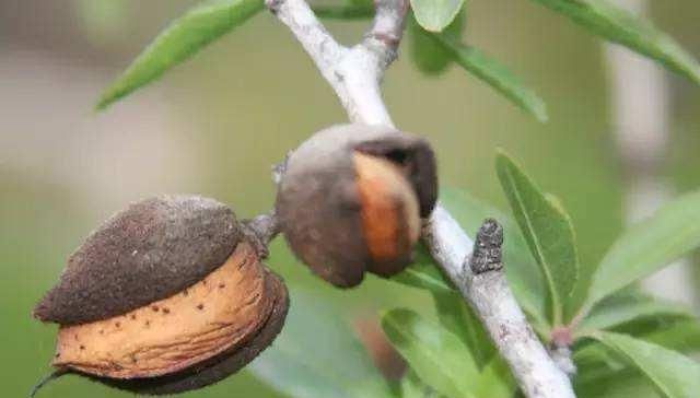  「生果」1斤生果卖15，加工能卖60块，供不应求，果农嫌弃不愿种