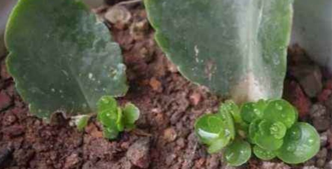 适合:这5种花草,适合在春天扦插,掐个枝条插土里,大白根呼呼地冒!