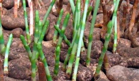  【种群】中草药种植，天麻种群退化的防控措施，来学学