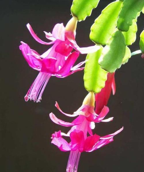 『植物』蟹爪兰施肥,就用3种“生活肥”,茎枝再蹿出好几节,花苞冒不停