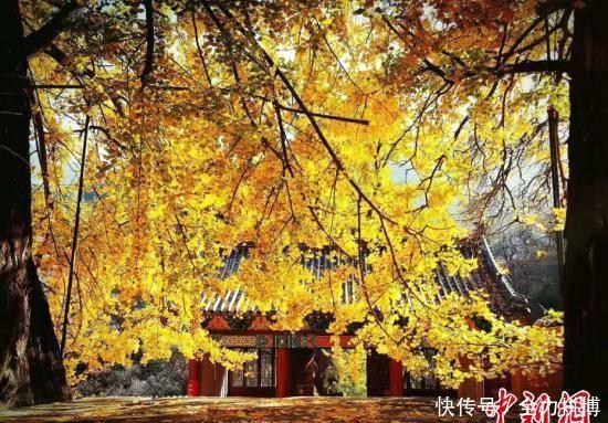 泰安古刹千年银杏树遍洒金黄,演绎秋日童话