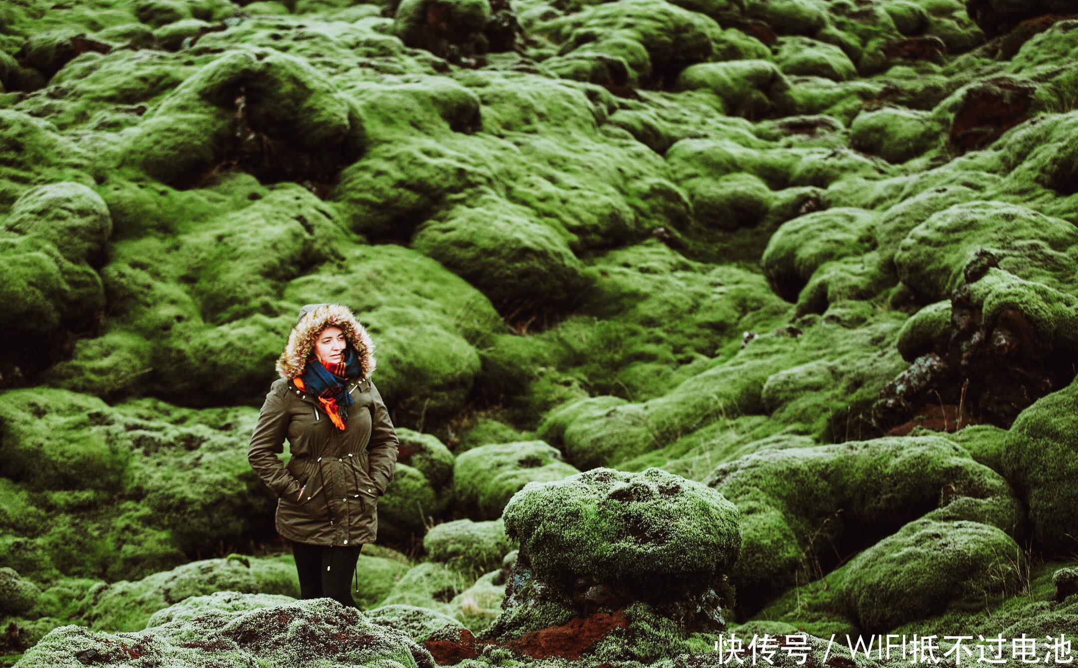 中国随处可见的苔藓,冰岛人却当成美食,想吃还要预约排队