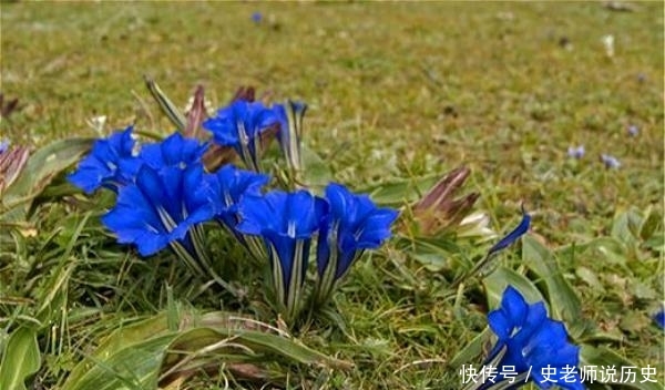  「花名」花名以“龙胆”命名，开花特漂亮，李时珍说它“定五脏杀虫毒”