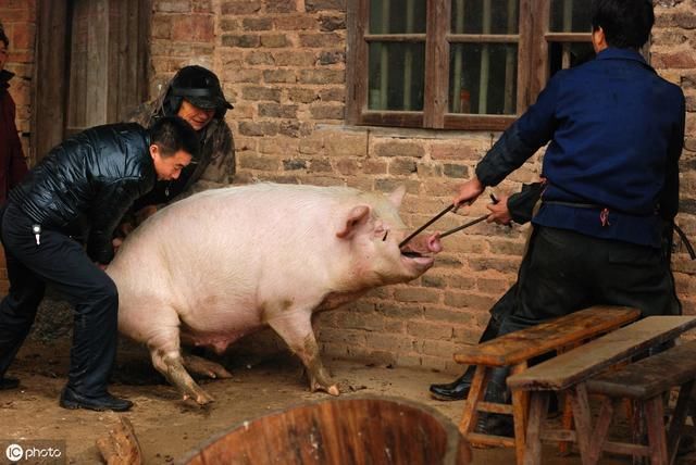 家养猪被吹得像皮球   阜平农村杀猪你不知道的新鲜事