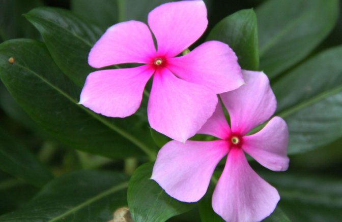 阳台■阳台上养这些花朵，四季开花不断，花朵五颜六色，漂亮又好养
