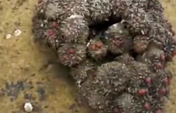 男子在海滩上游玩发现怪石，切开后情绪失控