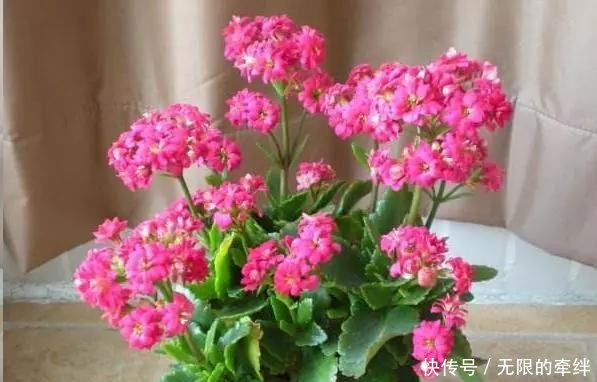  『蟹爪兰』3种水灵灵的花“脾气怪”，花盆越小、越粗糙开得就越美，注意了！