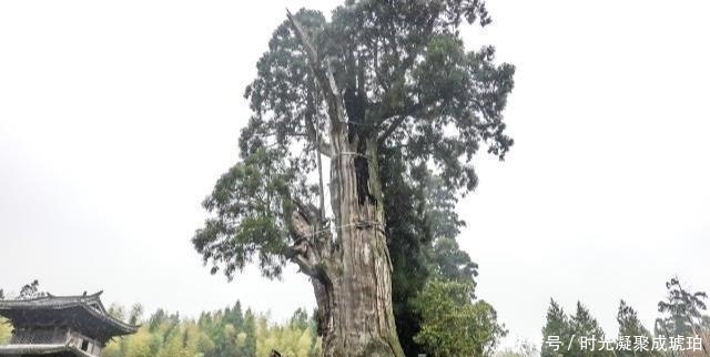 浙江有棵1500年坚强树，架满钢筋靠输营养液活着，网友觉得太残忍