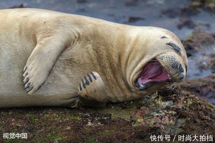 50岁那英真会玩!大夏天短裤皮靴秀长腿,网友:难道就不怕有脚气