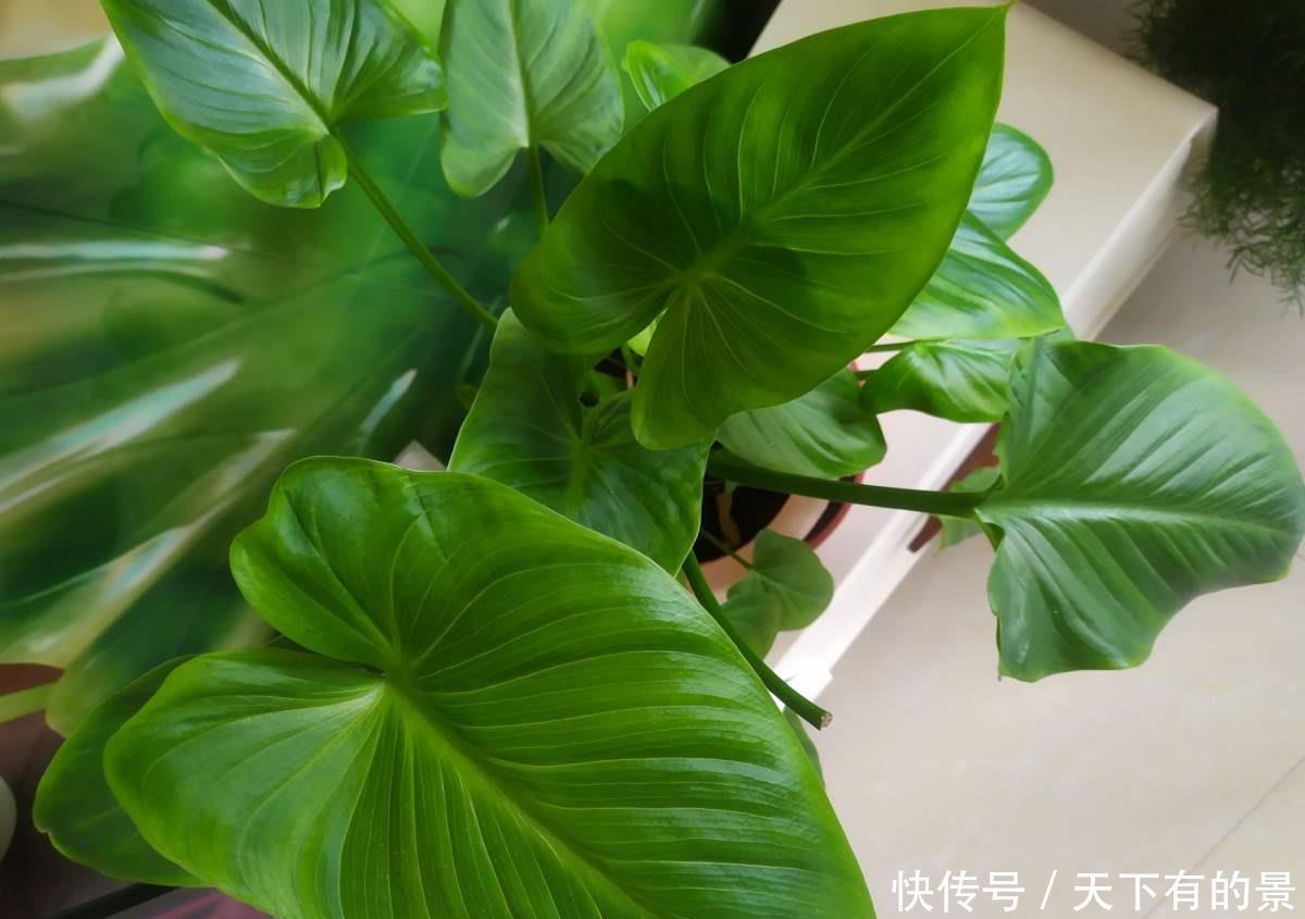  么就：养了千年健，健康不用愁，一棵养到天长地久！