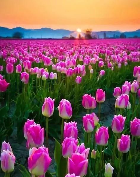 满眼春光!太美了