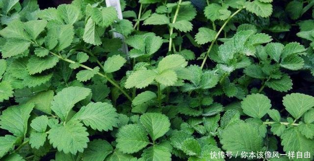 它曾是穷苦人的救命野菜,老农民才认识,如今9元一斤成稀罕货！