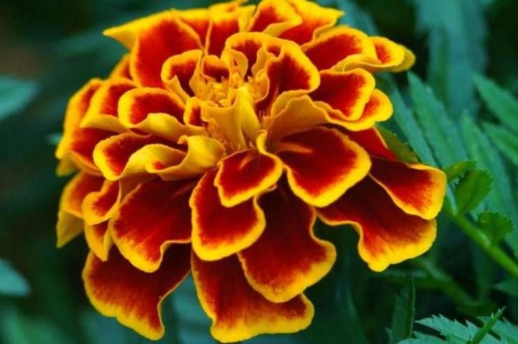  「家里」“3种花”养家里，给点阳光就灿烂，花期超长，给你一片花海！
