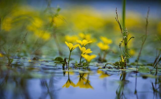 大兴安岭面积最大的湿地公园，长满荇菜，再现《诗经》诗意画面