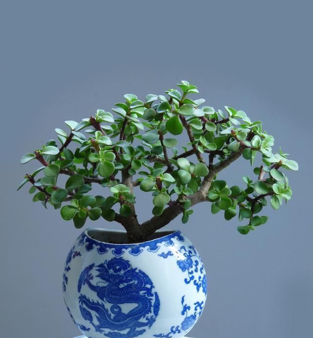  [金枝玉叶]金枝玉叶盆景养护，做好2点，造型玲珑可爱精巧别致