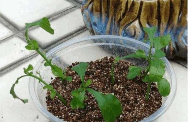  nbbe_2286新手学扦插,就选这几种花,捡根枝沾土就活,四季开花,次次爆盆