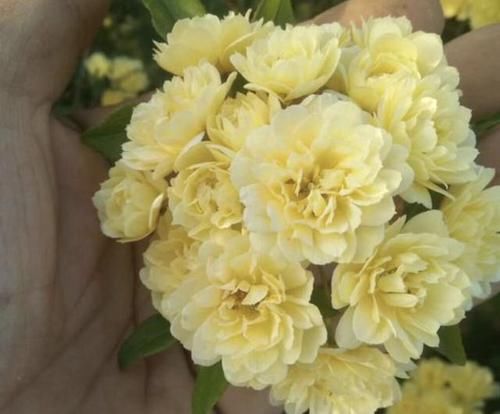  「庭院」庭院再小，也要养1棵“木香花”，1年长成一片，开花多，邻居说美