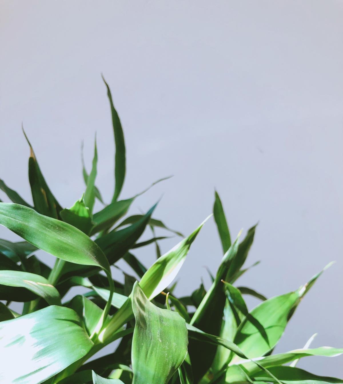  「焦黄」10种花,不能使劲晒太阳,否则叶子焦黄长黄斑