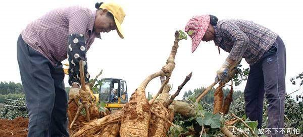农民不种玉米种“树根”，亩产1万斤，每斤可卖2元！