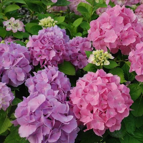  [庭院]在庭院里种上些花果，开花时显情调，结了果又经济实惠味道还好