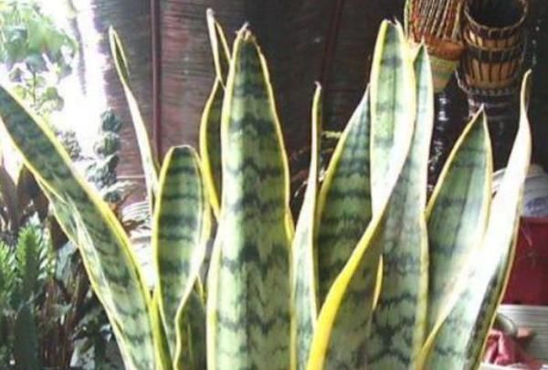  [铜钱草]这4种“吉祥花”，客厅一定放一盆，尤其是第三种，旺财又养人！