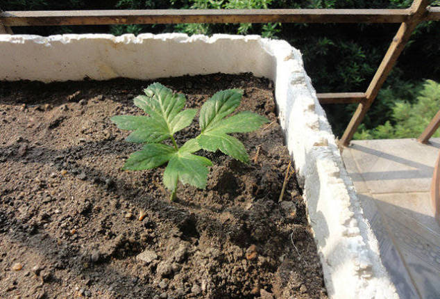 以前这草农民当做猪饲料，现在被捧成神仙草，人工种植一棵30元！