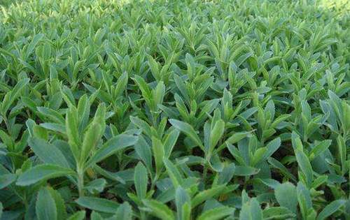 农村野外有一种比蔗糖还要甜上几百倍的植物，摘一片叶子能泡茶