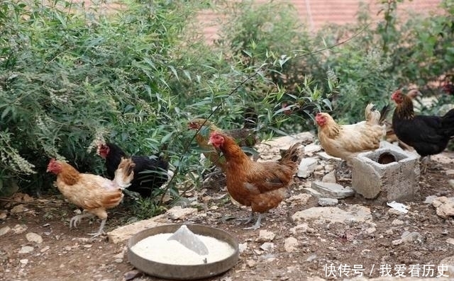  养殖户■未来五年的养殖发展方向