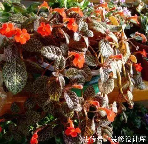  「阳光」家里阳光不好，就养这3种“最耐阴”的花，光不足也能生长旺盛！