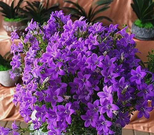  『绿萝』这种花卉比绿萝和吊兰好养，花型似铃铛，开花时间长，招人喜爱