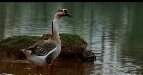  [适合]在农村养鹅最适合多久卖一次？