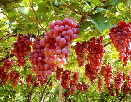 辟谣感冒发烧不能吃鸡蛋？菌类和茄子同食会致死？近期食药十大谣